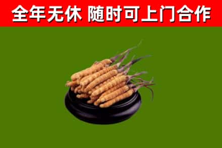 五华县回收散虫草